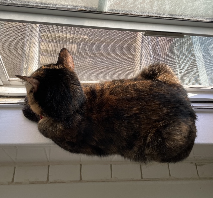 A photo of a cat on a windowsill